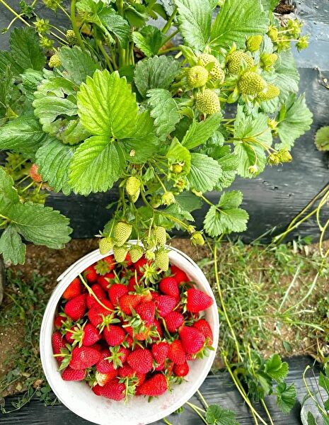 Ucuzluk Diyarı Fidan