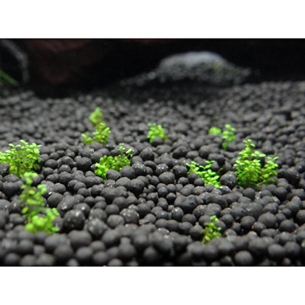 Akvaryum Akvaryum Dekoratif Malzemeler