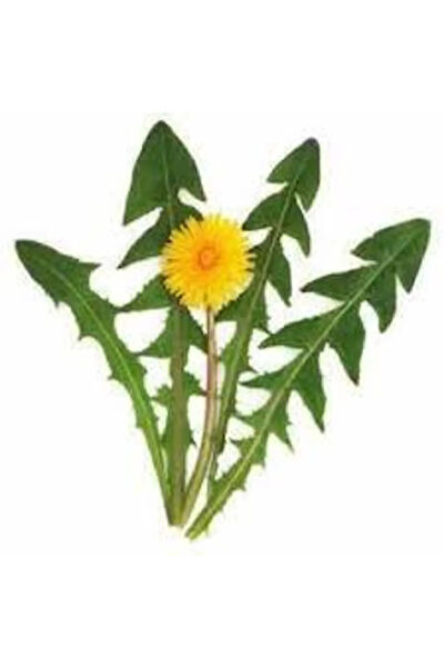 Serdar Çam Tohumculuk Tohum