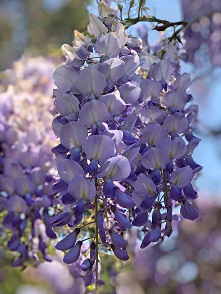 Genel Markalar Fidan