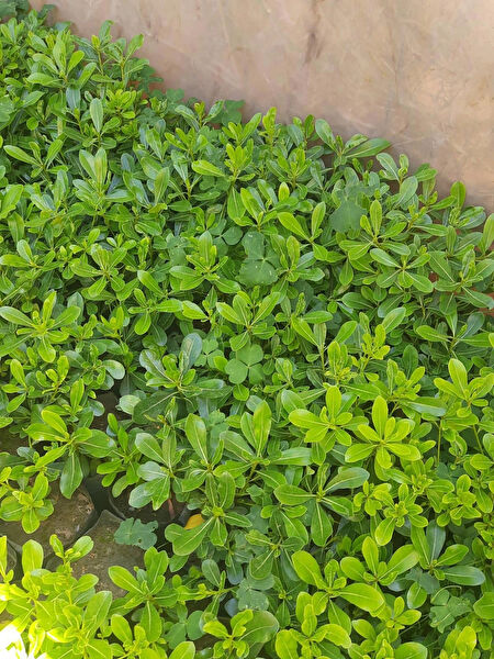 Genel Markalar Fidan