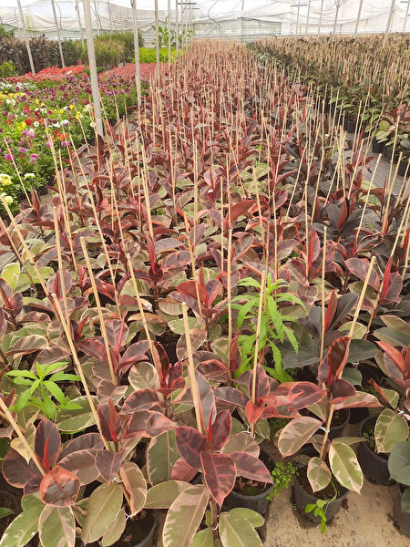 Genel Markalar İç Mekan Bitkileri