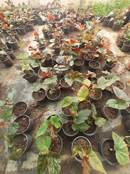 Genel Markalar İç Mekan Bitkileri