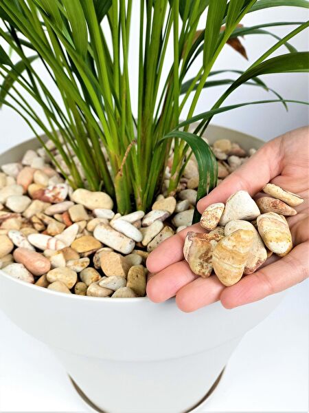 Asenya Bahçe Dekoratif Ürünleri