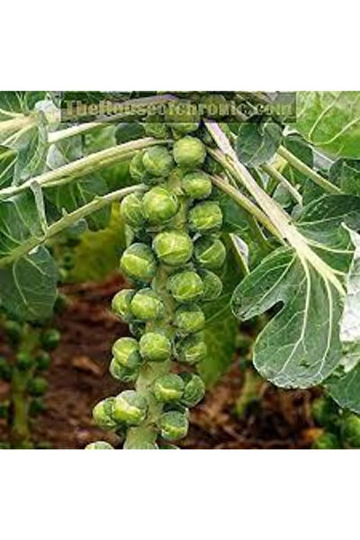 Serdar Çam Tohumculuk Tohum