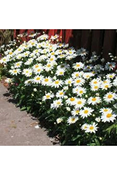 Serdar Çam Tohumculuk Tohum