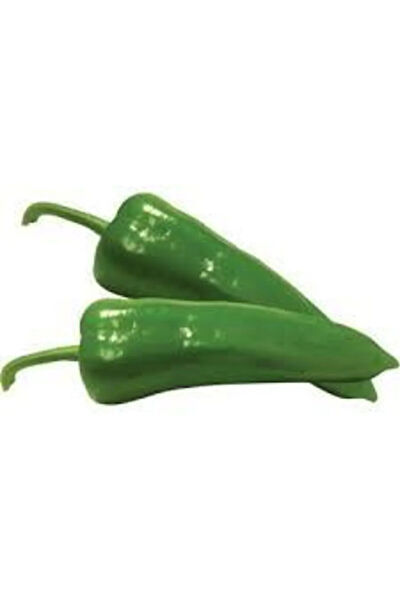 Serdar Çam Tohumculuk Tohum