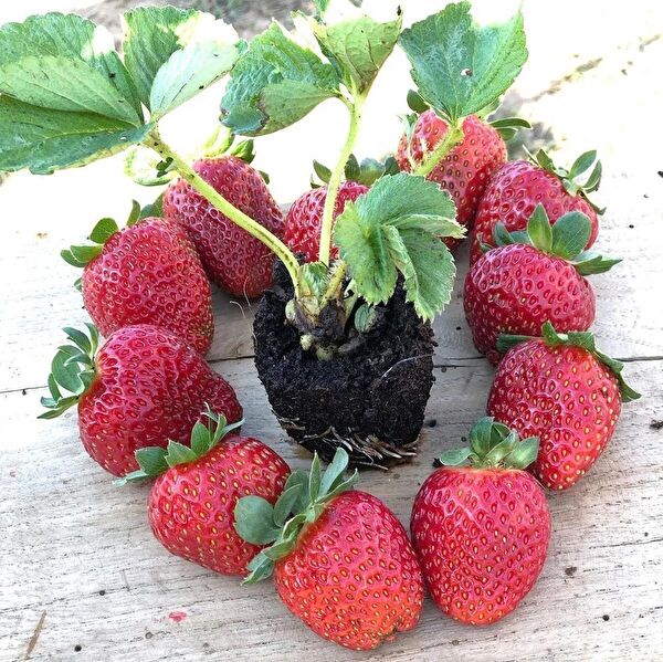 Ucuzluk Diyarı Fide