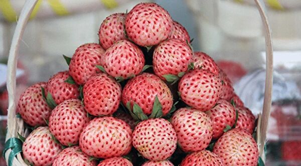 Ucuzluk Diyarı Fidan