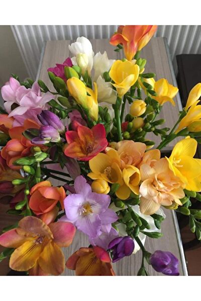 Tropikal Peysaj Tohum