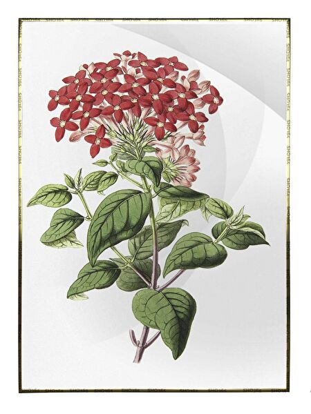 Shop365 Çerçeveli Tablo