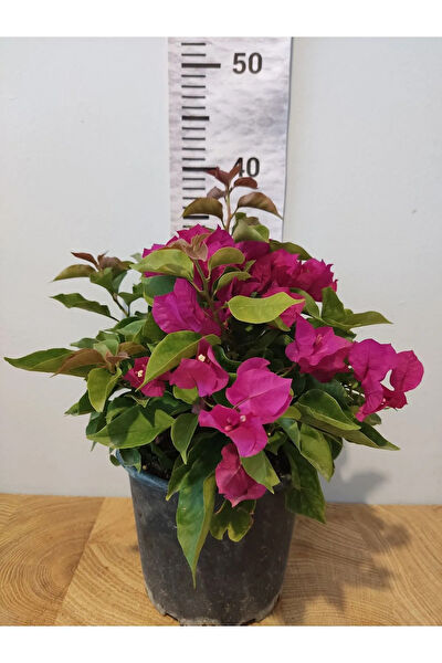 Zambak Botanik Fidan