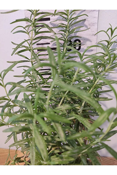 Zambak Botanik Fidan