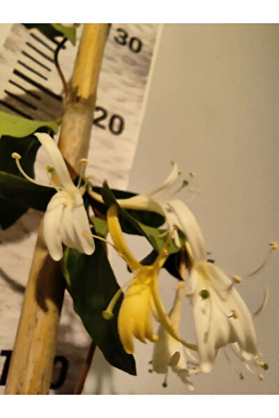 Zambak Botanik Fidan