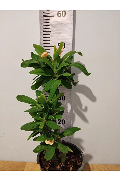 Zambak Botanik İç Mekan Bitkileri