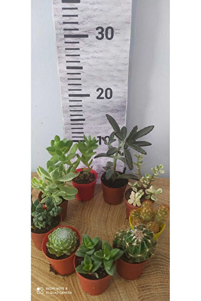 Zambak Botanik İç Mekan Bitkileri