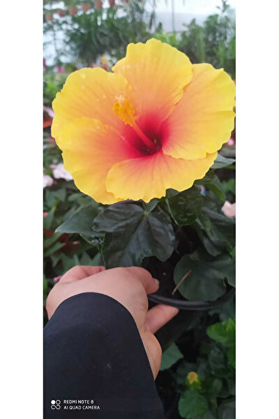 Zambak Botanik İç Mekan Bitkileri