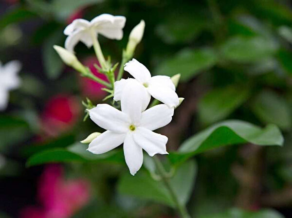 Zambak Botanik Fidan