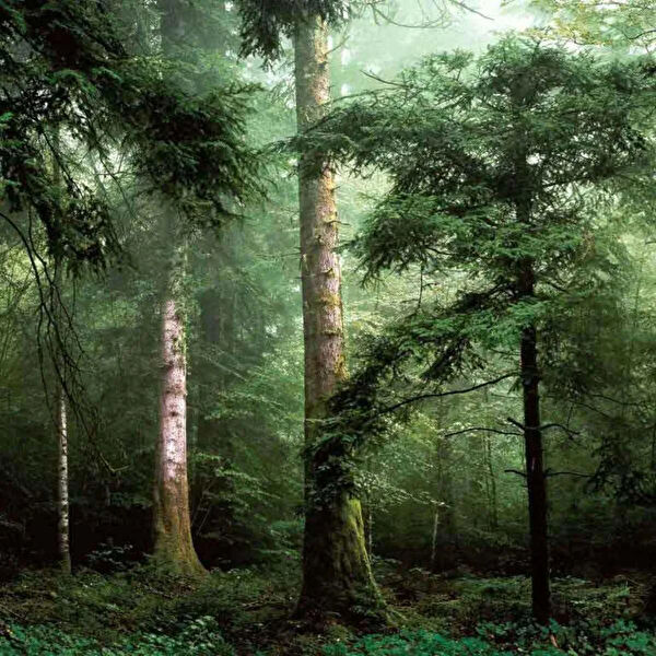 Ugepa Duvar Kağıdı