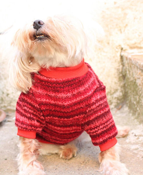 Petite Pati Köpek Elbisesi