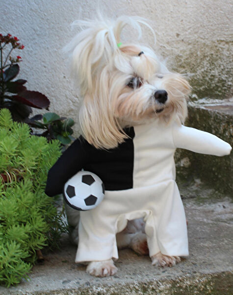 Petite Pati Köpek Elbisesi