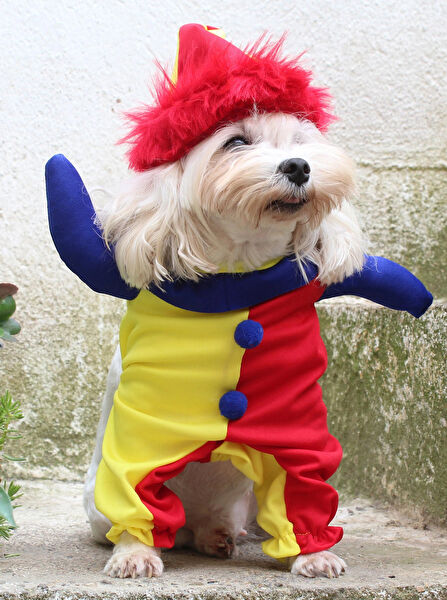 Petite Pati Köpek Elbisesi