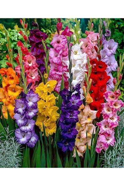 İLAYFİDANCILIK Tohum