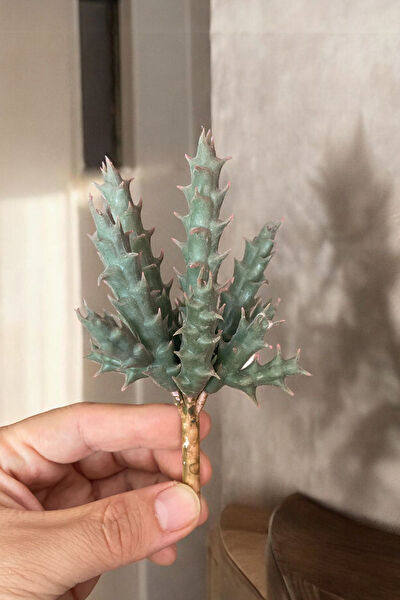 YAPAY ÇİÇEKÇİNİZ Yapay Çiçek, Meyve