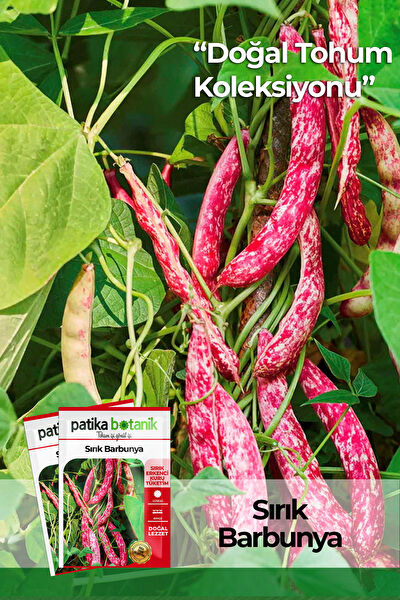 Patika Botanik Tohum