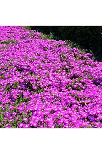 Serdar Çam Tohumculuk Tohum