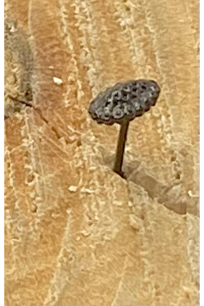 Monalisa Home Kadın Piercing