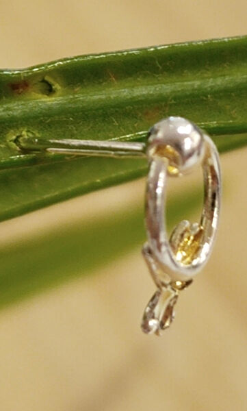 Monalisa Home Hızma