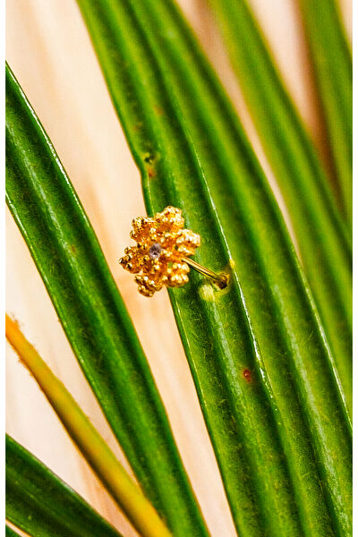 Monalisa Home Hızma