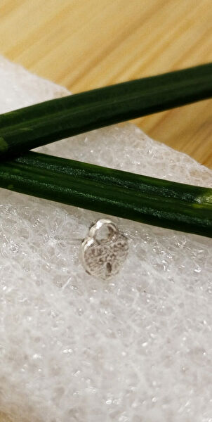 Monalisa Home Hızma