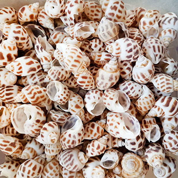 Tahtakaletoptancıları Akvaryum Dekoratif Malzemeler