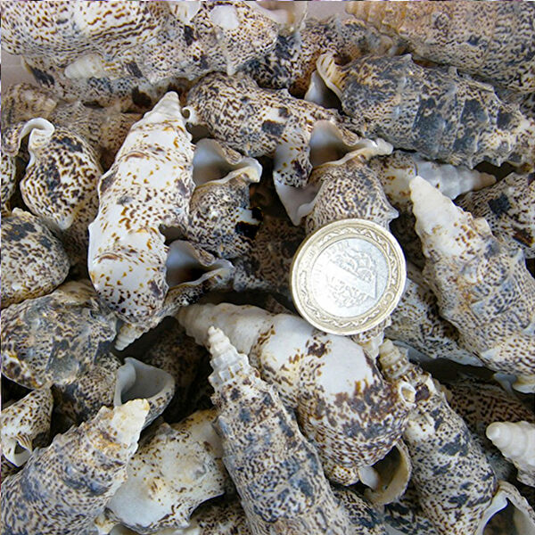 Tahtakaletoptancıları Akvaryum Dekoratif Malzemeler