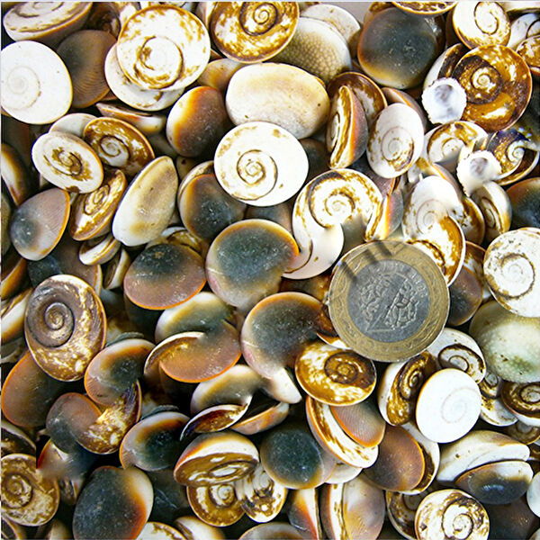 Tahtakaletoptancıları Akvaryum Dekoratif Malzemeler