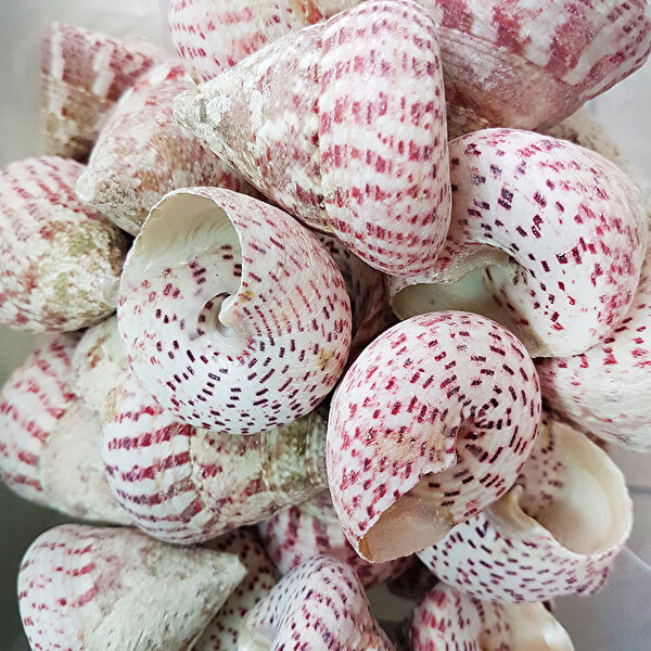 Tahtakaletoptancıları Akvaryum Dekoratif Malzemeler