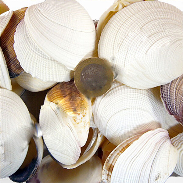 Tahtakaletoptancıları Akvaryum Dekoratif Malzemeler