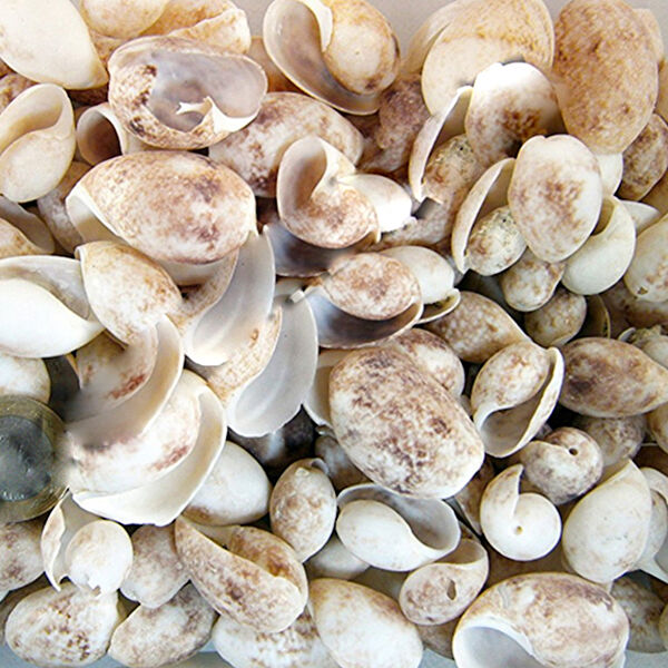 Tahtakaletoptancıları Akvaryum Dekoratif Malzemeler