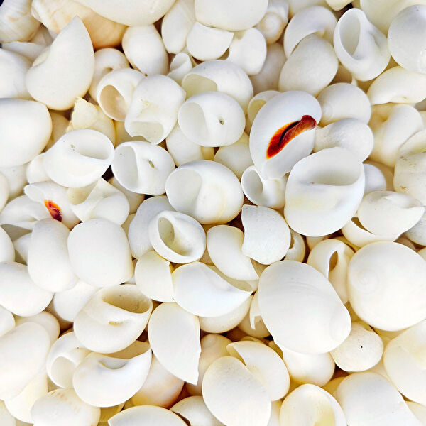 Tahtakaletoptancıları Akvaryum Dekoratif Malzemeler