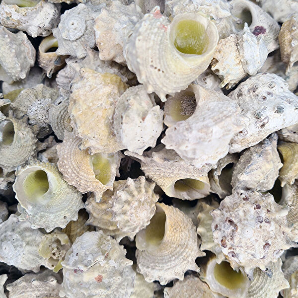 Tahtakaletoptancıları Akvaryum Dekoratif Malzemeler