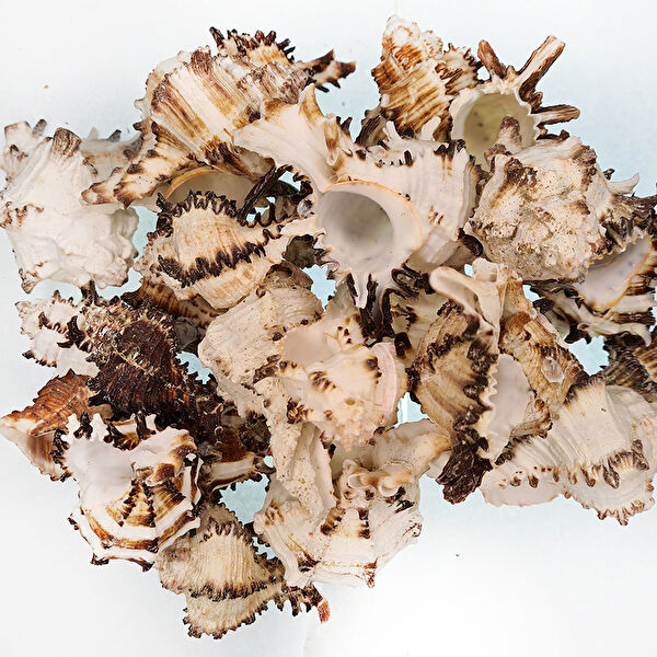 Tahtakaletoptancıları Akvaryum Dekoratif Malzemeler