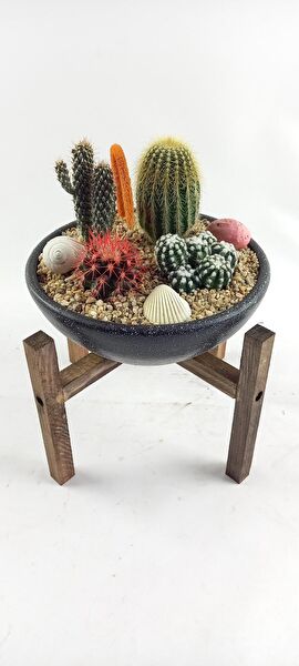 Bitki Tasarımı Saksı