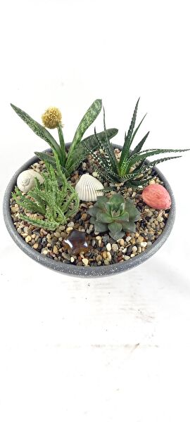 Bitki Tasarımı Sukulent