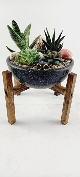 Bitki Tasarımı Saksı