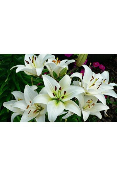 GARDENYA TOHUMCULUK Tohum