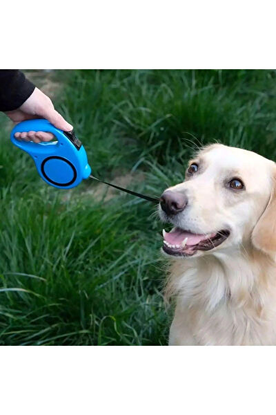 CARNIVAL LAND Köpek Tasmaları