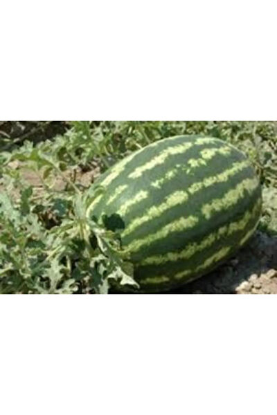 Serdar Çam Tohumculuk Tohum