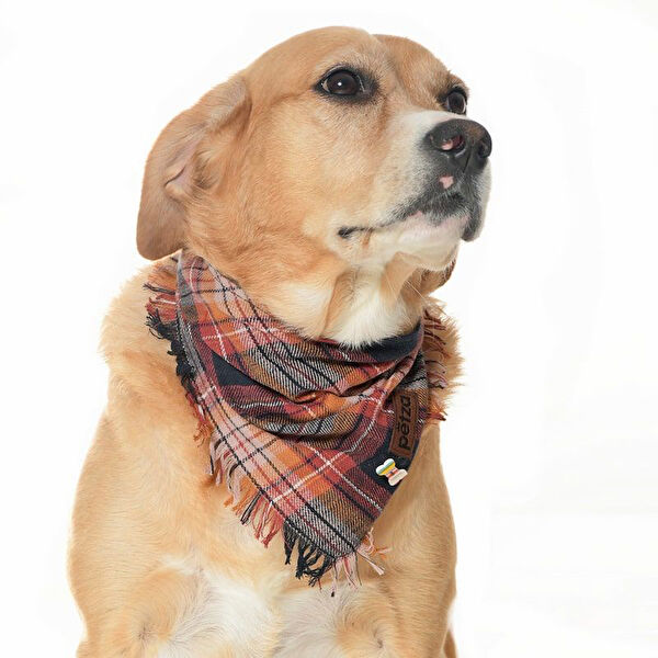 Petza Köpek Kafesi, Aksesuarları